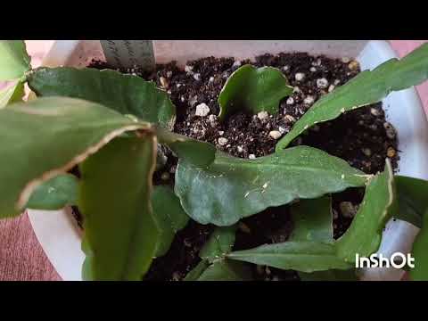 Видео: Рипсалис Эллиптика. Ромбовидный. 30.04.2024.