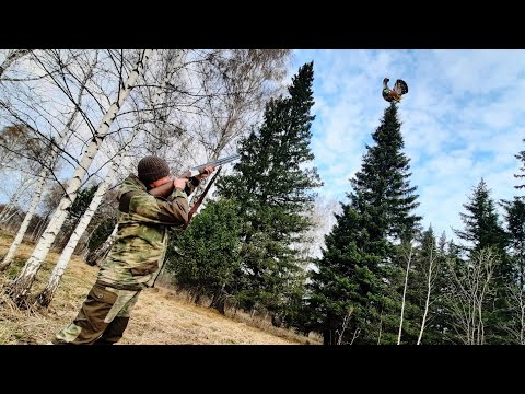 Видео: Охота на Глухаря на Току!!! Таёжный Великан Добыт.