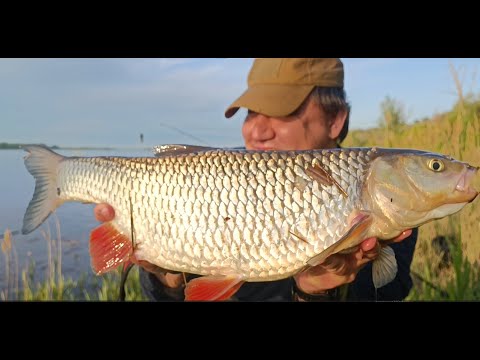 Видео: ГОЛАВЛИНЫЙ ПОСТ 2025