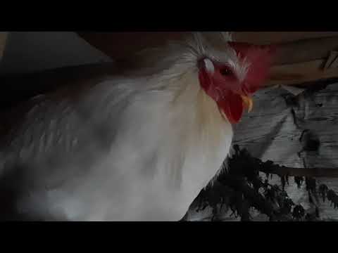 Видео: Рыбу Петеньке с Берёзой)