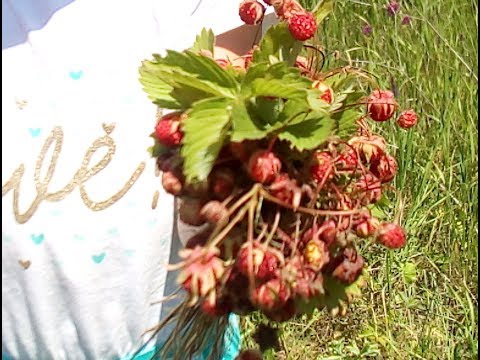 Видео: Ралли / Пещера вечной мерзлоты. Часть первая