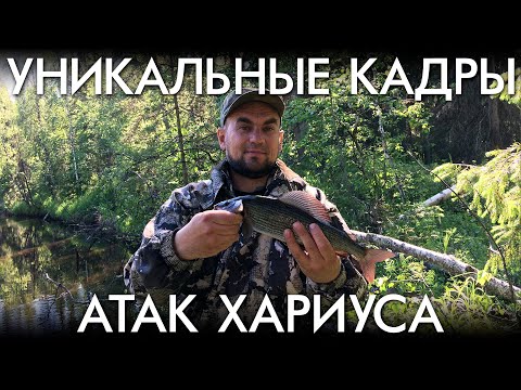 Видео: УНИКАЛЬНЫЕ КАДРЫ АТАК ХАРИУСА НА ТАЕЖНОЙ РЕКЕ