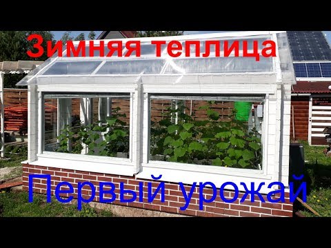 Видео: Зимняя теплица, первый урожай. Финал истории
