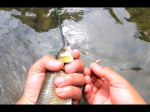 Видео: Риболв за кефал с мухарка на река Струма. Част втора/ Fly fishing for mullet on Struma river. Part 2