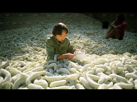 Видео: Почему Они Не Едят Триллионы Червей в Индии?