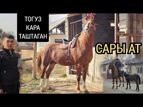 Видео: ЛЕГЕНДА САРЫ АТ ТОГУЗ КАРАНЫ САЛГАН🔥 ТИЛЕК БАЛБАНДЫН АТТАРЫ 