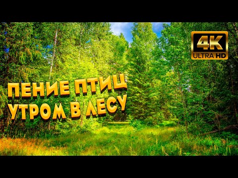 Видео: Расслабляющее Пение Птиц В Утреннем Лесу. Звуки Леса ASMR. Лучшая Птичья Песня. ASMR.