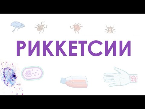 Видео: Риккетсии - микробиология