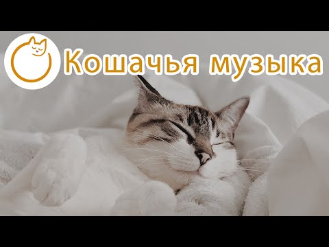 Видео: Музыка для кошек - Мягкие колыбельные от кошачьей тревоги 🐱💤