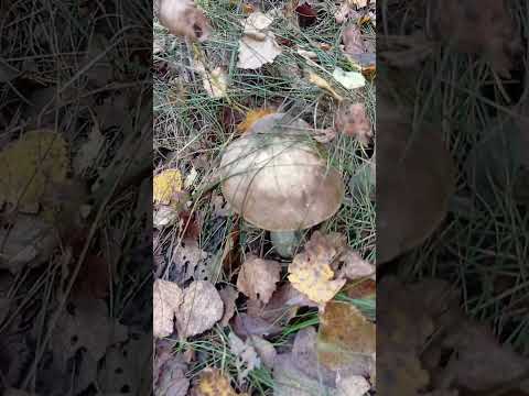 Видео: Лес в сентябре. Тверская область.