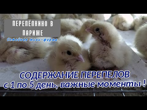 Видео: ЖИЗНЬ ПЕРЕПЕЛОВ ПЕРВЫЕ ПЯТЬ ДНЕЙ, УСЛОВИЯ СОДЕРЖАНИЯ