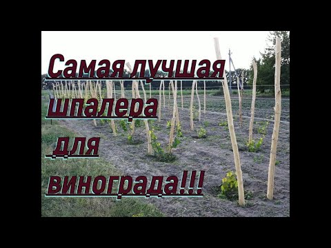 Видео: Самая лучшая шпалера для винограда!!!