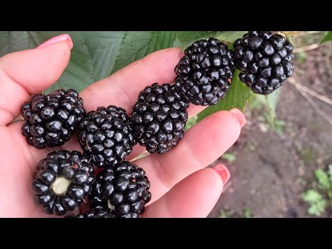 Видео: Как зимует ежевика? Кому нужно утеплять кусты.