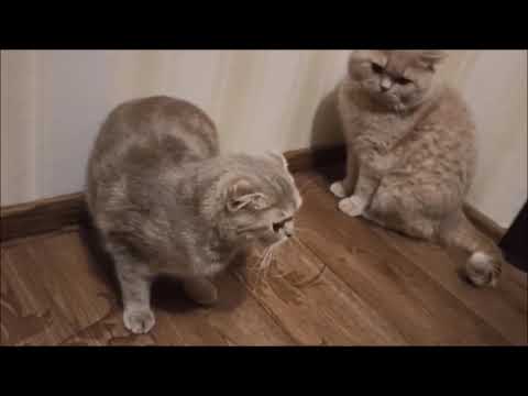 Видео: ПЕРВАЯ ВЯЗКА ШОТЛАНДСКОЙ КОШКИ.