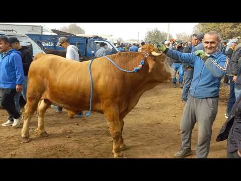 Видео: МОЛБОЗОРИ ШВЕДСАРИЯ 2 ноября 2025 г.