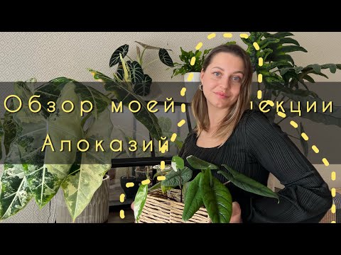 Видео: Обзор моей КОЛЛЕКЦИИ АЛОКАЗИЙ