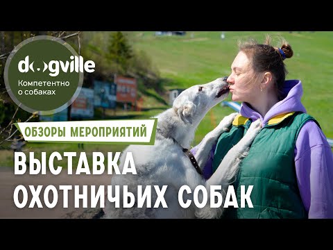 Видео: Выставка Охотничьих собак - Все о Борзых