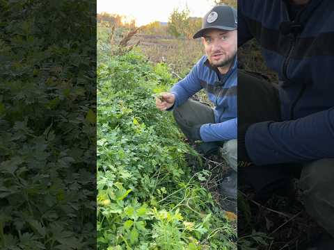 Видео: Петрушка зімою