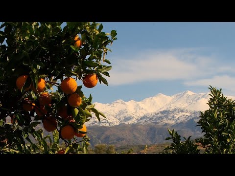 Видео: АБХАЗИЯ ЗИМОЙ. МАНДАРИНОВЫЙ РАЙ В ГОРАХ. ГОРНОЕ СЕЛО АМЖИКУХУА. #абхазия #абхазия2023 #горы #село