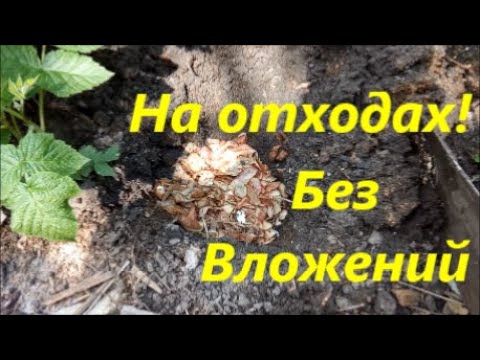 Видео: КРАСНЫЙ ЧЕРВЬ В ДОМАШНИХ УСЛОВИЯХ / КАК ВЫРАЩИВАТЬ (РАЗВОДИТЬ) КРАСНОГО ЧЕРВЯ ДЛЯ РЫБАЛКИ ТОП СПОСОБ