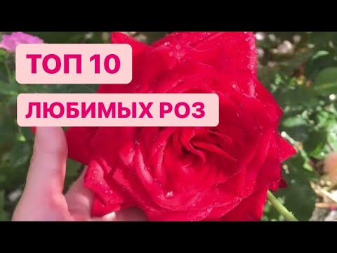 Видео: ТОП 10 ЛЮБИМЫХ РОЗ