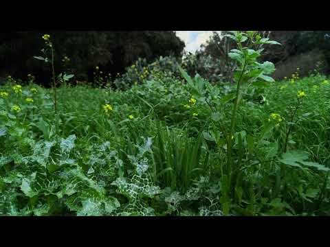 Видео: Лес в Кирьят Гате