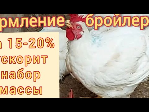 Видео: Кормление бройлеров при выращивание в домашних условиях. Как давать дрожжи бройлерам.