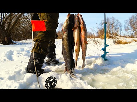 Видео: ЗАБРЁЛ В РАЙ ДЛЯ РЫБАКА! ЗДЕСЬ МАМАШИ ЖАДНО АТАКУЮТ ЖЕРЛИЦЫ. Рыбалка с ночёвкой.