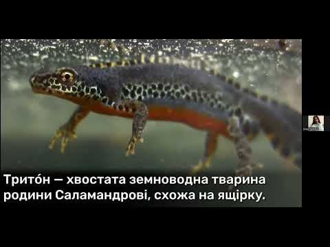 Видео: 14.10 Читання Ч2 У11-12 (4 клас)