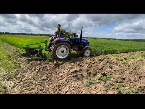 Видео: Оремо пшеницю👍 Дмтз 504 Сінтай 244