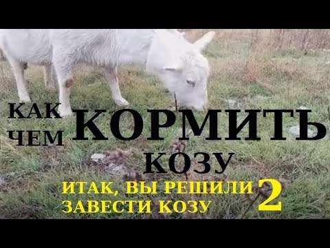 Видео: Чем и как кормить коз? Кормление коз по-простому.