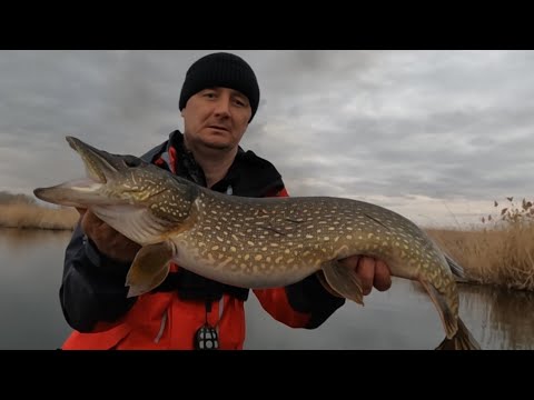Видео: Весенняя раздача щуки. 30.03.2025г