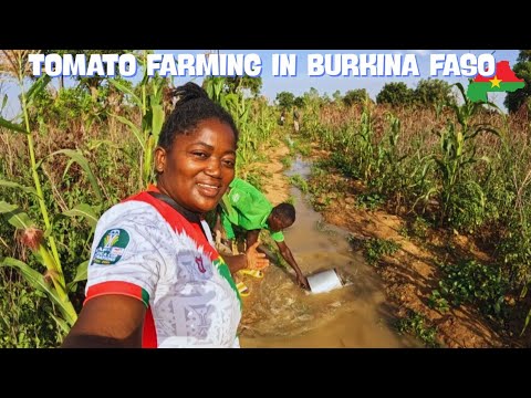 Видео: Я исследовал томатную ферму в Уагадугу, Буркина-Фасо! Вот что я нашёл!