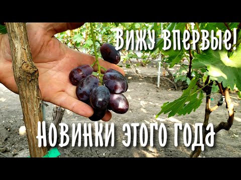 Видео: НОВИНКИ винограда в год прививки. Их еще никто не видел. Сигнальное плодоношение прививок