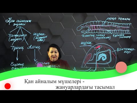 Видео: Қан айналым мүшелері - жануарлардағы тасымал. 7 сынып.