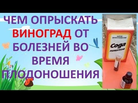 Видео: ОБРАБОТКА ВИНОГРАДА ОТ БОЛЕЗНЕЙ ВО ВРЕМЯ ПЛОДОНОШЕНИЯ ОТ ОИДИУМА, МИЛЬДЬЮ, АНТРАКНОЗА.