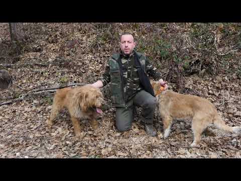 Видео: За кинологията с д-р Кънев: Работни изпитания на кучета от породата Български барак