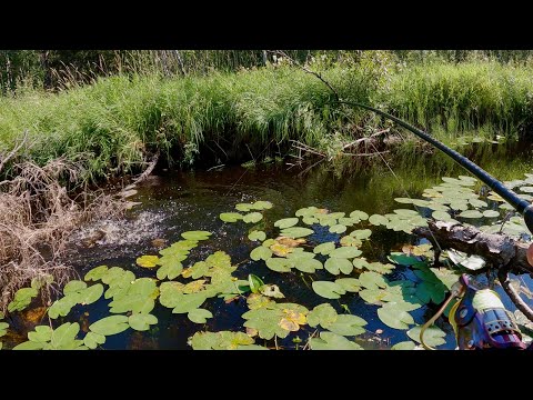 Видео: НА РЫБАЛКУ ЗА ЩУКОЙ С НОЧЁВКОЙ. Мелочь на поплавок, как в детстве. Ловля щуки и окуня на спиннинг.
