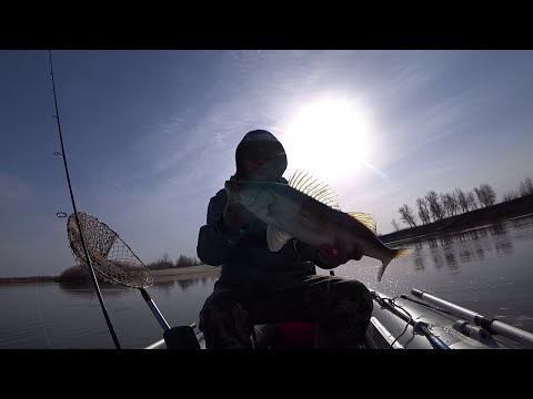 Видео: Ахтуба, март, вода прет, а судак жрет!