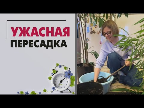 Видео: Ужасная пересадка. Саша Мазаева и мои залитые крупномеры