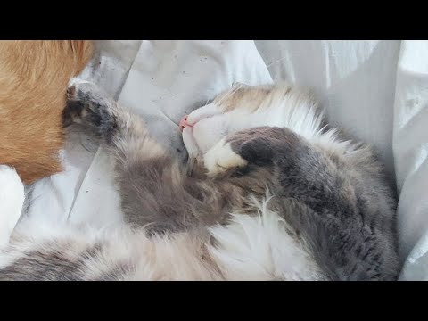 Видео: Сплять мурчики 
