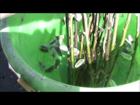 Видео: Черенкование ивы в апреле