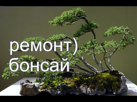 Видео: Ревизия и ремонт бонсай.