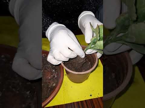 Видео: КАЛАНХОЙИ Гулини купайтириш ва парваришлаш.