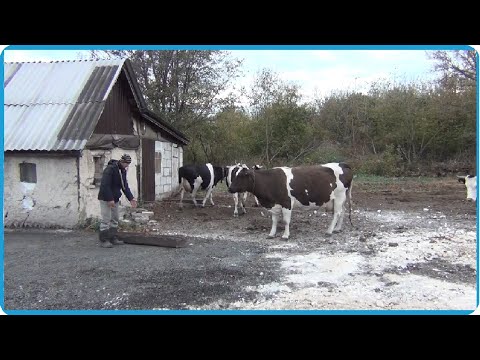 Видео: ВОТ ОНА, ЖИЗНЬ В ДЕРЕВНЕ, ХОЧЕШь НЕ ХОЧЕШь А ДЕЛАТЬ НАДО