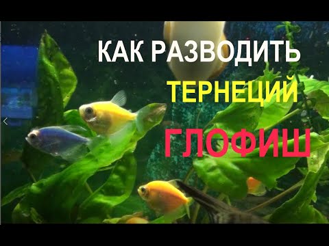 Видео: Разведение ТЕРНЕЦИЙ ГЛОФИШ. Личный опыт.