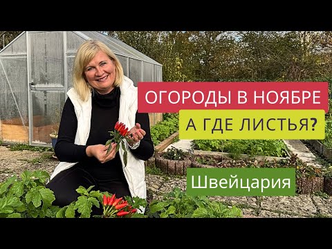 Видео: КРАСАВЦЫ-ОГОРОДЫ В НОЯБРЕ!❤️🥦🌶️🥬Садовое товарищество в Швейцарии!🇨🇭🧑🏻‍🌾ЛИСТЬЯ СБЕЖАЛИ!!!🆘☝️