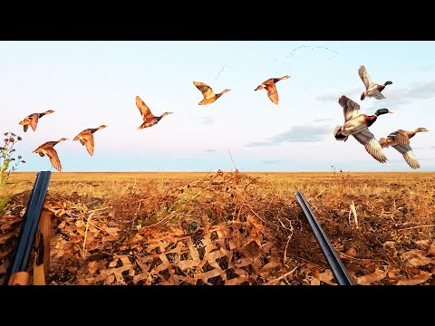 Видео: ОХОТА на ГОРОХОВОМ ПОЛЕ. Там, где горох — там и утка! — охота 2025