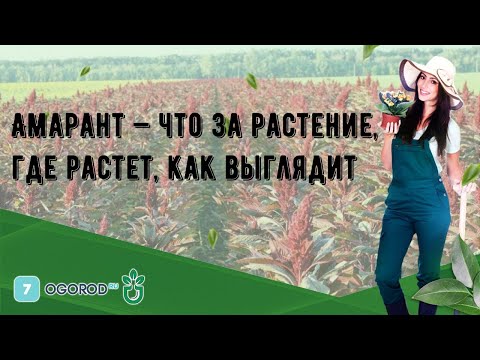Видео: Амарант — что за растение, где растет, как выглядит