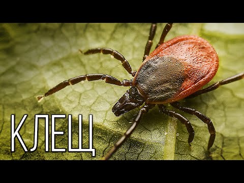 Видео: Клещ: Маленький паразит | Интересные факты про клещей